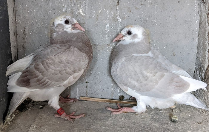 Racing Pigeons Age and Experience Level