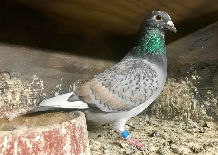 Racing Pigeons Eye Color