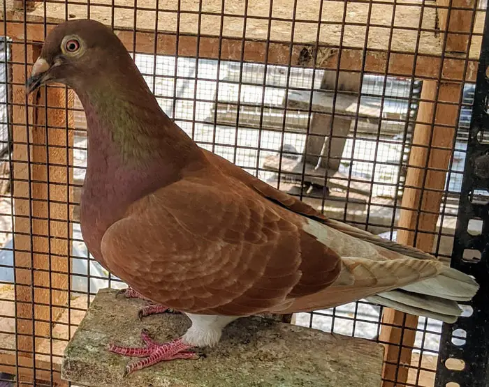 Racing Pigeons Training