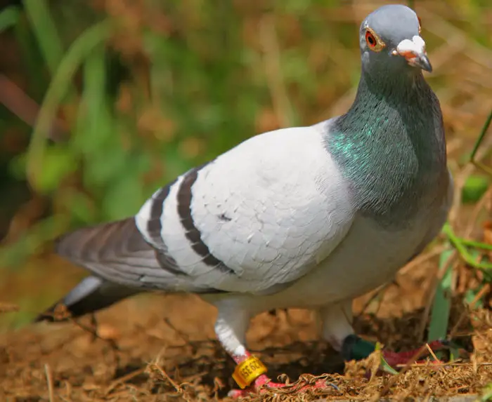 Evaluating Racing Pigeon Offspring