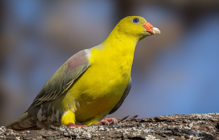 Relationship with Humans Of African Green Pigeons