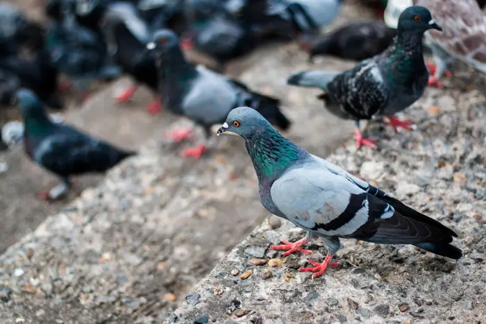 Rock Pigeon Physical Characteristics