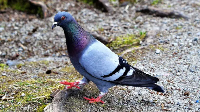 Rock Pigeons 101: Physical Characteristics, Habitat, Behavior, and Interaction with Humans