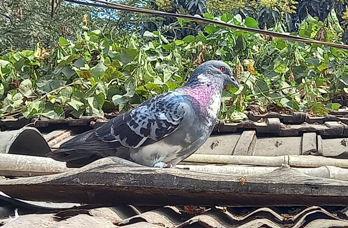 Rock Pigeons Interaction with Humans