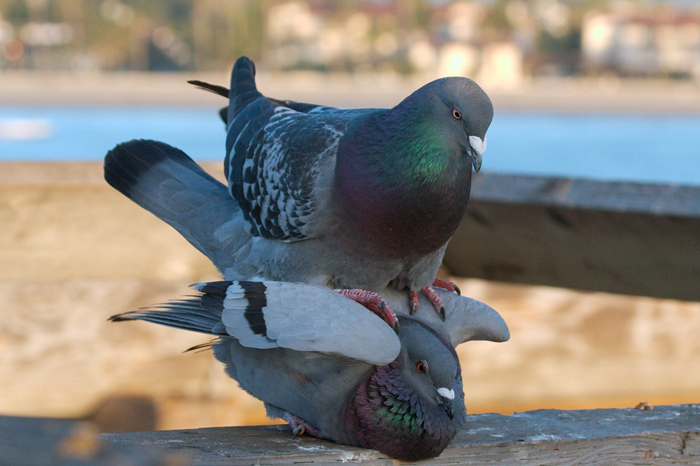 Rock Pigeons Mating Behavior