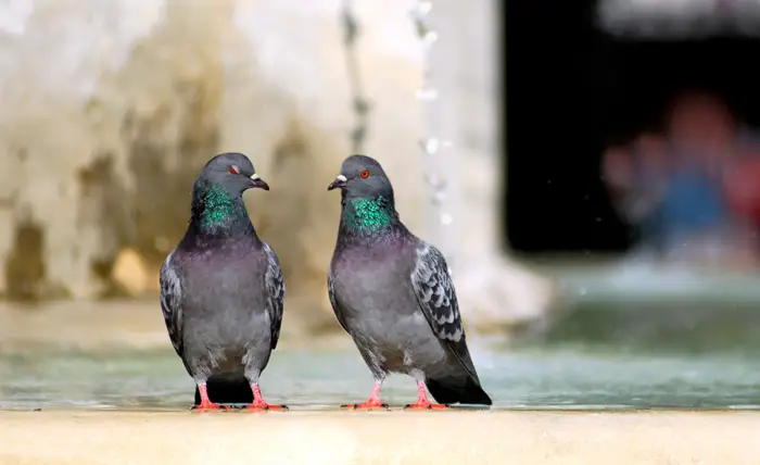 Rock Pigeons Species Variations