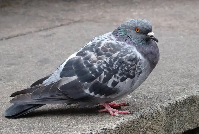 Role Of Air Sacs In Pigeon Health