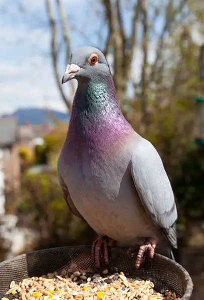Role Of Protein In Racing Pigeon Nutrition