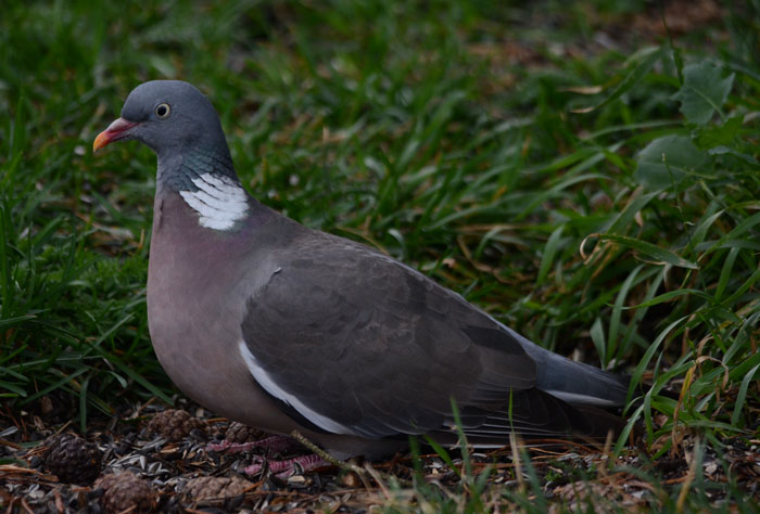 Role of Common Wood Pigeons in Ecosystem