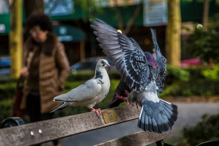 Role of Genetic Compatibility in Pigeon Mate Selection