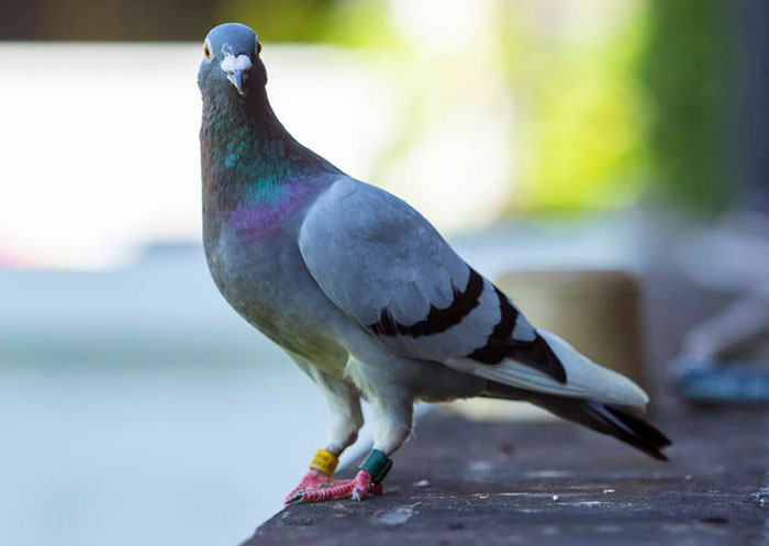 Role of Genetics in the Longevity of Racing Pigeons