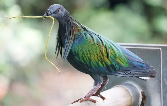 Role of Nicobar Pigeons in the Island Ecosystem