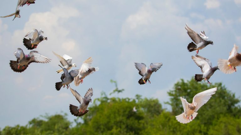 The Role of Nutrition in the Performance of Racing Pigeons