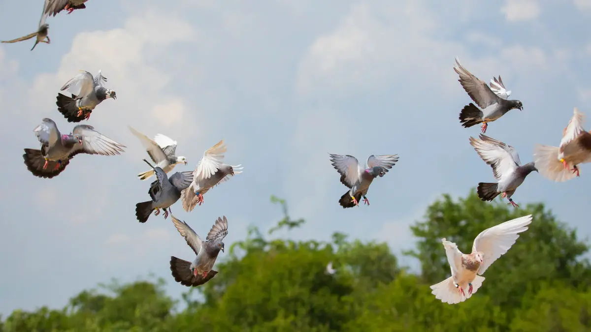Role of Nutrition in the Performance of Racing Pigeons