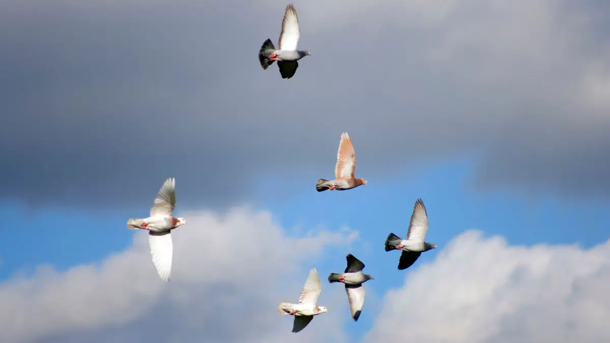 Role of Training in Pigeon Racing