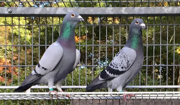 Safety Measures Racing Pigeon Loft