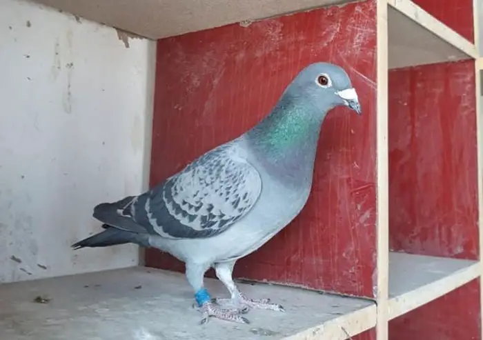 Selecting Successful Racing Pigeon Pairs