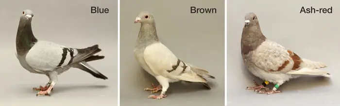 Significance of Pigeon Genetics and Color Variations 