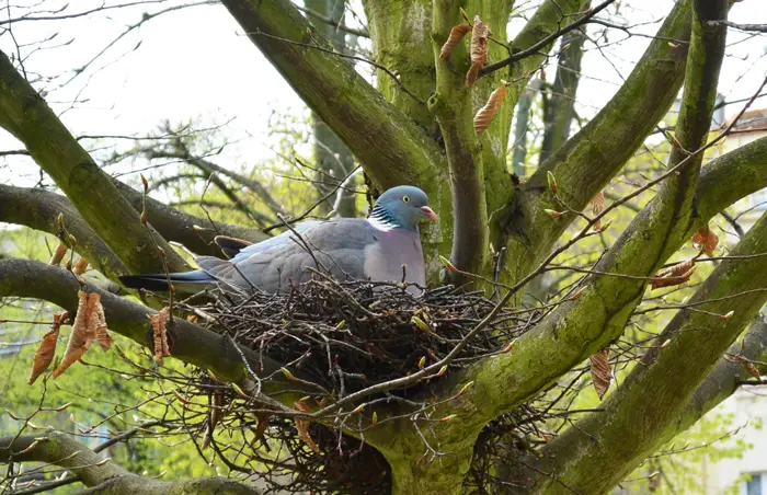Significance of Pigeon Nesting Behavior