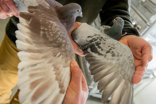Specific genetic traits that impact pigeon breeding and color variations