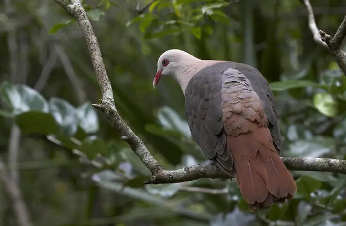 Supporting Pink Pigeon Conservation