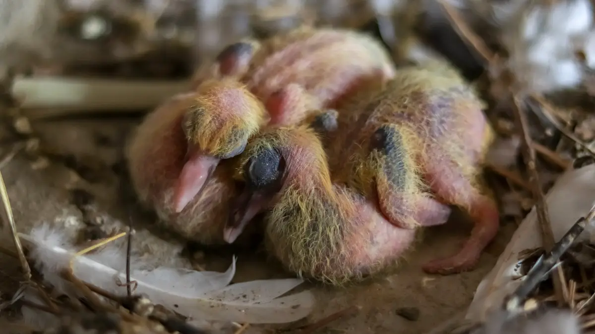 The Development of Pigeon Chicks