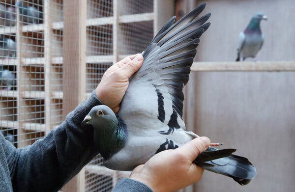 The Role of Auctions in the Market for High-Value Racing Pigeons