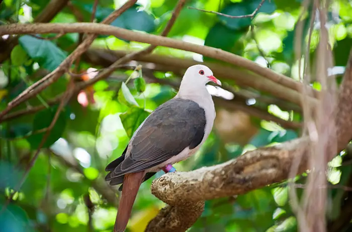 Threats To Pink Pigeon Habitats