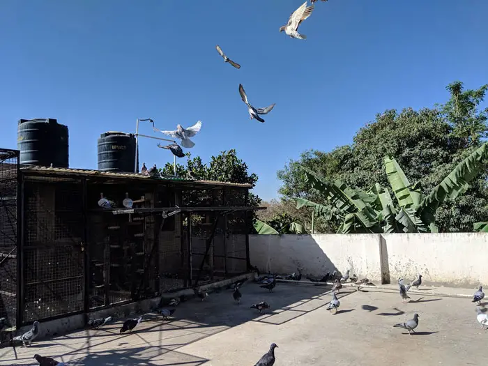 Tips for Effective Pigeon Racing