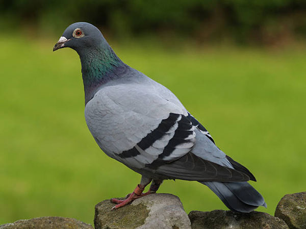 Tips for Effective Training and Communication with Racing Pigeons