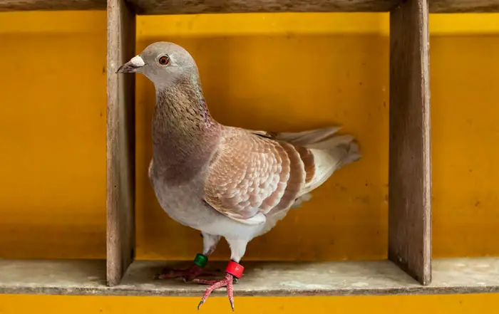 Tips for Maintaining the Health and Well-Being of Racing Pigeons