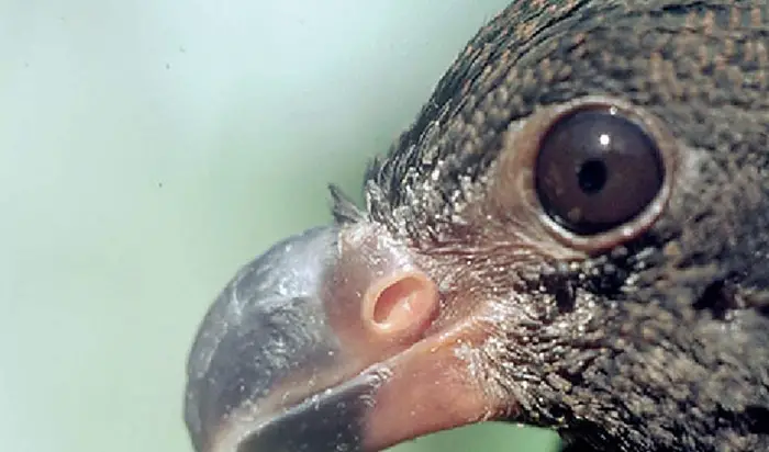 Tooth-Billed Pigeon Conservation Status