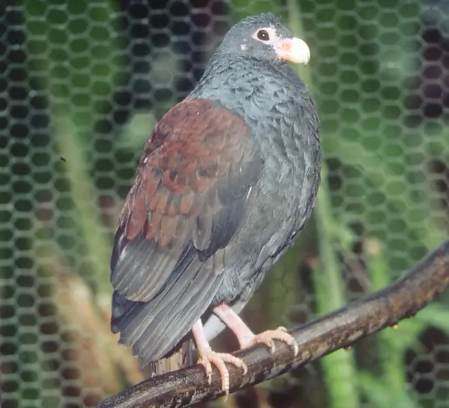 Tooth-billed pigeon Habitat And Behavior