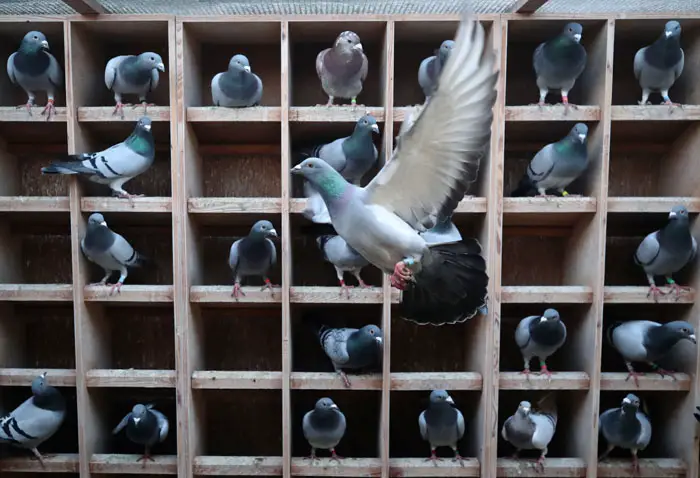 Types of Pigeon Races