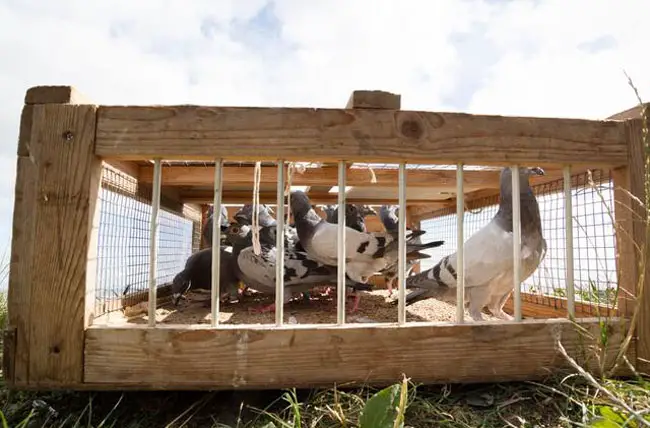 Types of Training Methods for Racing Pigeons