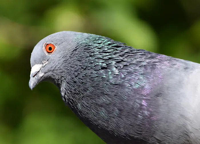 Understanding Pigeon Hearing and Vision