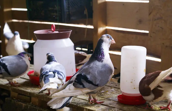 Using Food and Other Incentives to Encourage the Return of Racing Pigeons