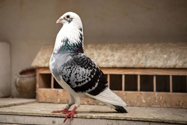 Ventilation And Lighting Racing Pigeon Loft