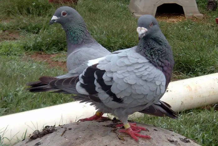 Visual Cues Used By Pigeons in Mate Selection