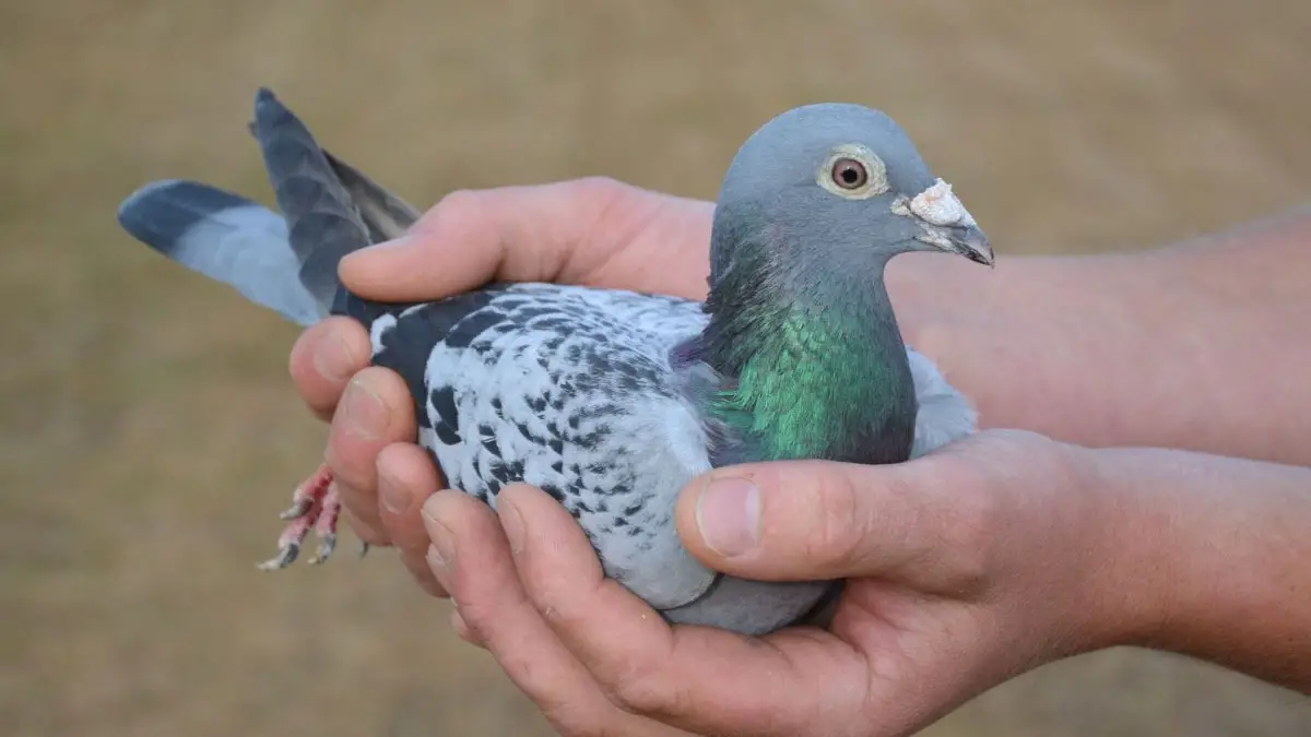 What Is the Highest Price Paid for a Racing Pigeon