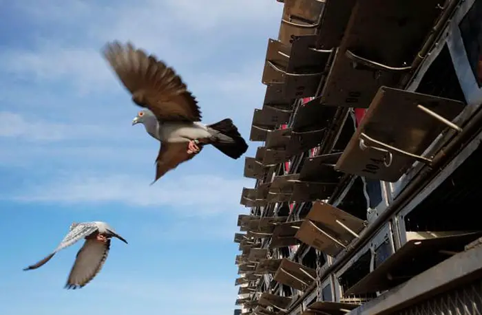 Why is Training Important in Pigeon Racing