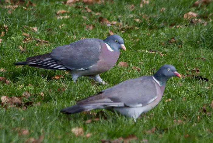 Wood Pigeon Variations