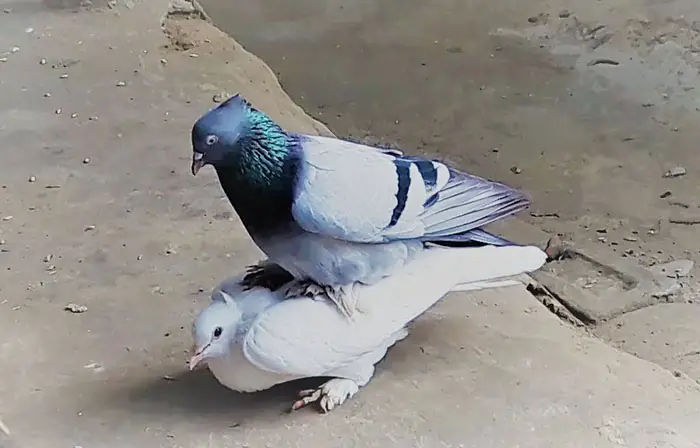 Acoustic Cues On Pigeon Mating Behavior