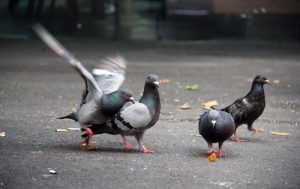 City Pigeons: How They Adapt To Life In Urban Environments Biology Diagrams