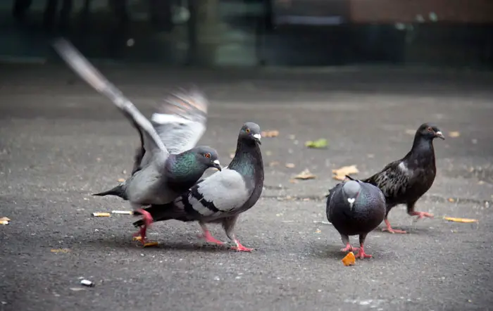 Behavioral Adaptations Of Pigeons to Urban Environment