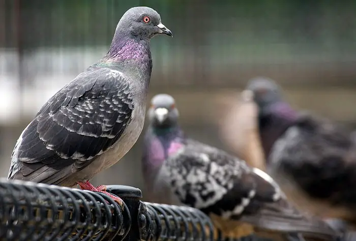 Benefits Of Pigeons In Cities