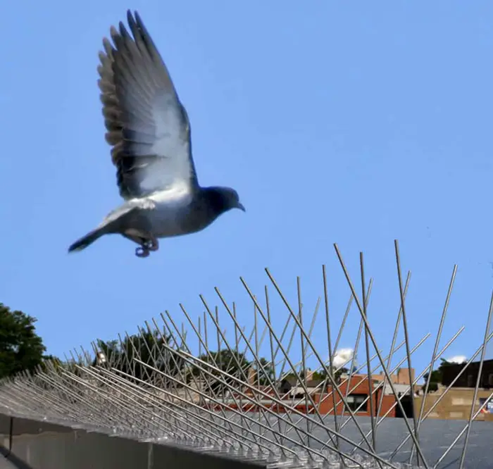 Bird Spikes and Deterrents