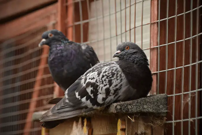 Challenges City Pigeons Face