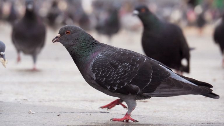 City Pigeons: How They Adapt To Life In Urban Environments