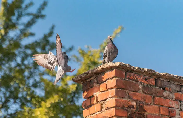 City pigeon